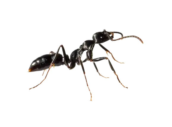 Insect Infestations Removal