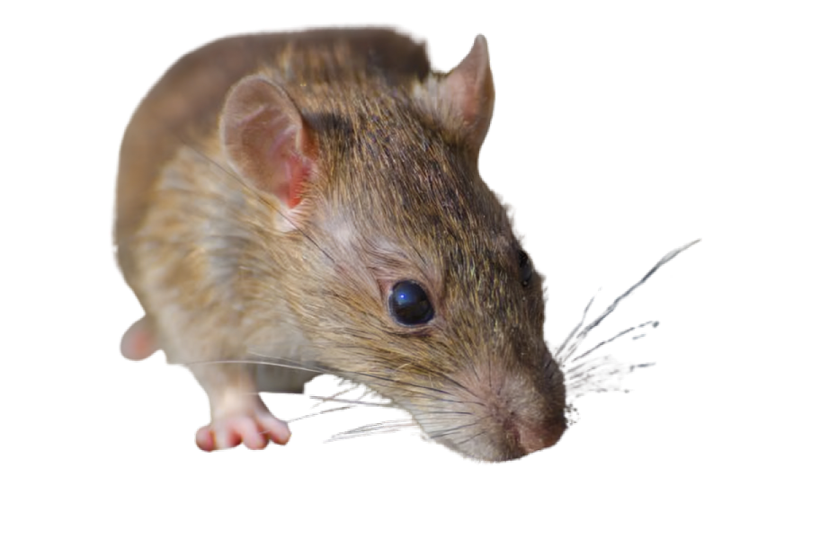Rodent Control