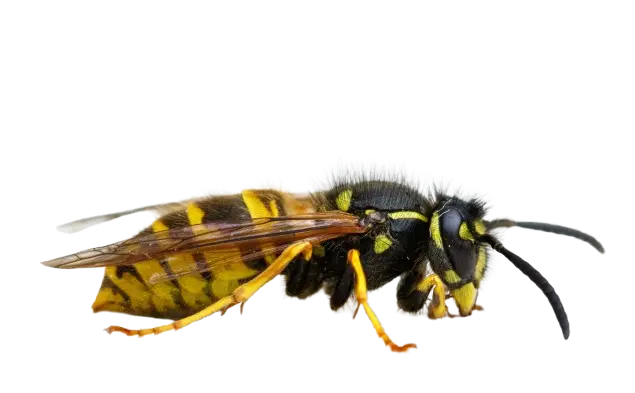 Stinging Insect Removal