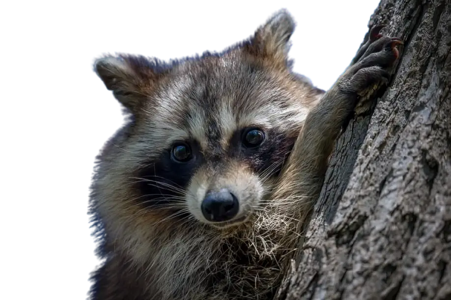 Wildlife Removal (Humane & Licensed)