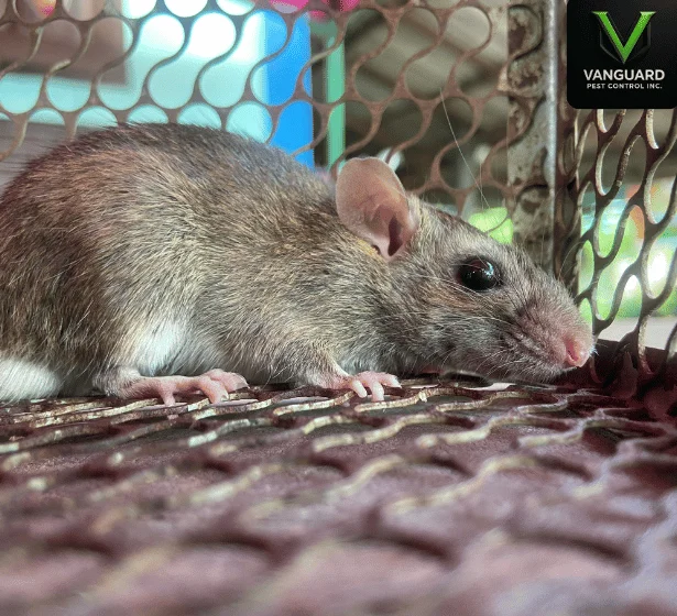 Vanguard Pest Control technician capturing a mouse in a humane cage during a rodent inspection in a Brampton, Ontario home.