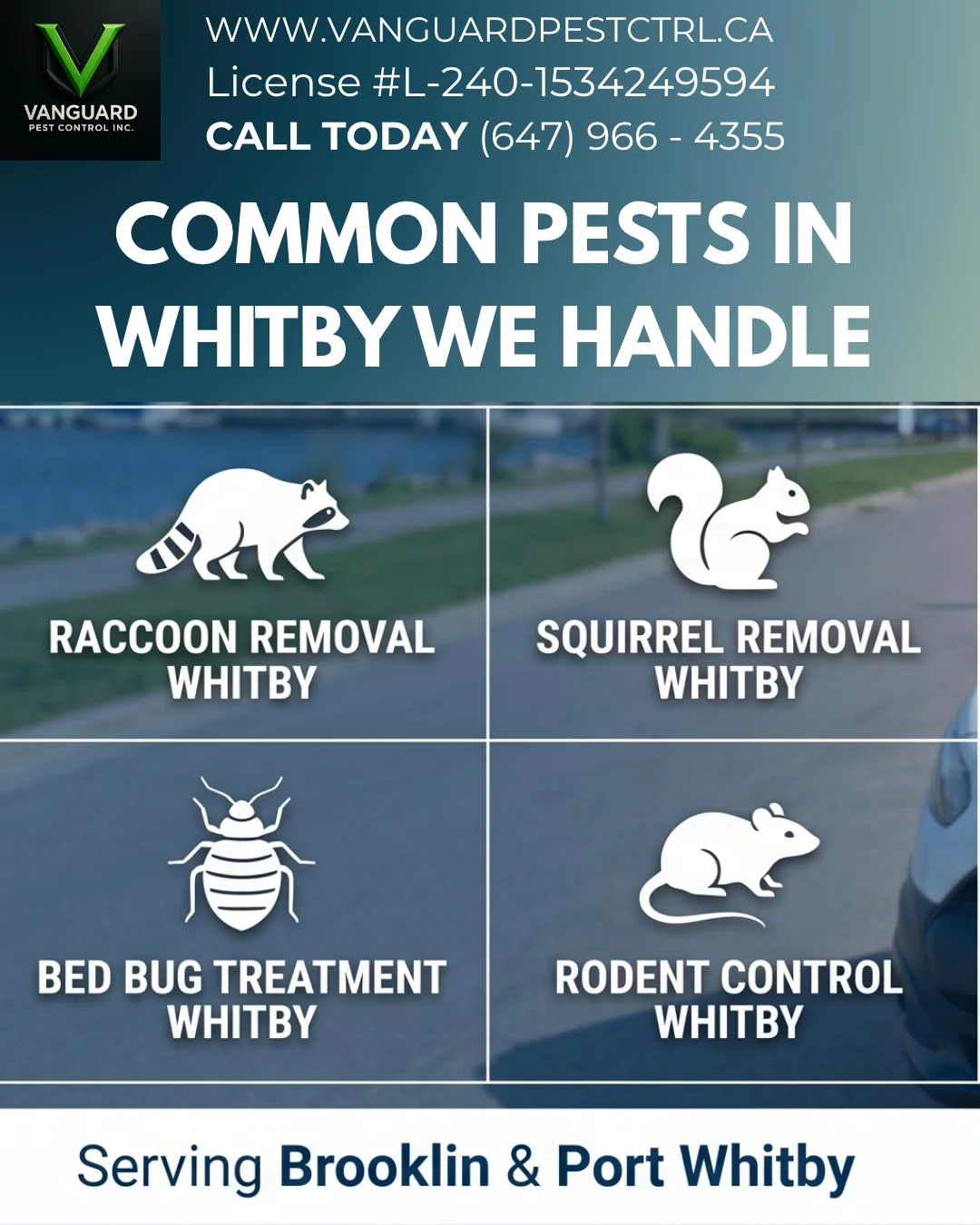Professional infographic showing licensed pest control services in Whitby and Brooklin, including raccoon removal, squirrel removal, bed bug treatment, and rodent control by Vanguard Pest Control.