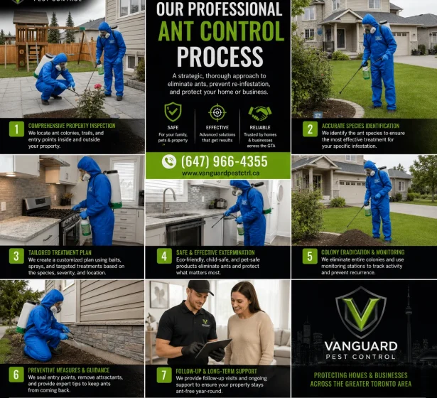 Professional ant control process by Vanguard Pest Control showing licensed technicians inspecting, identifying ant species, applying targeted indoor and outdoor treatments, eliminating ant colonies, and providing preventive ant control services across the Greater Toronto Area (GTA).