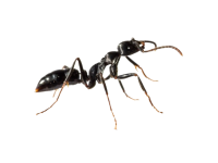 Insect Infestations Removal