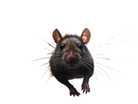 Rodent Pest Control