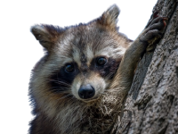 Wildlife Removal (Humane & Licensed)